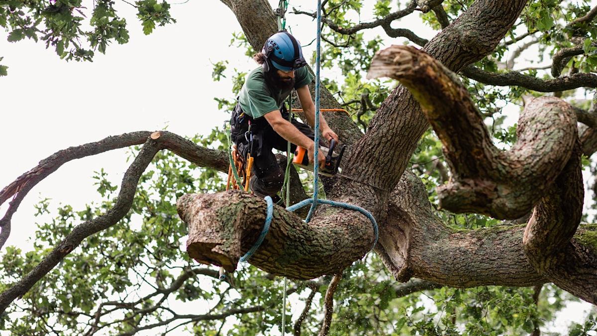 Professional tree removal services UK