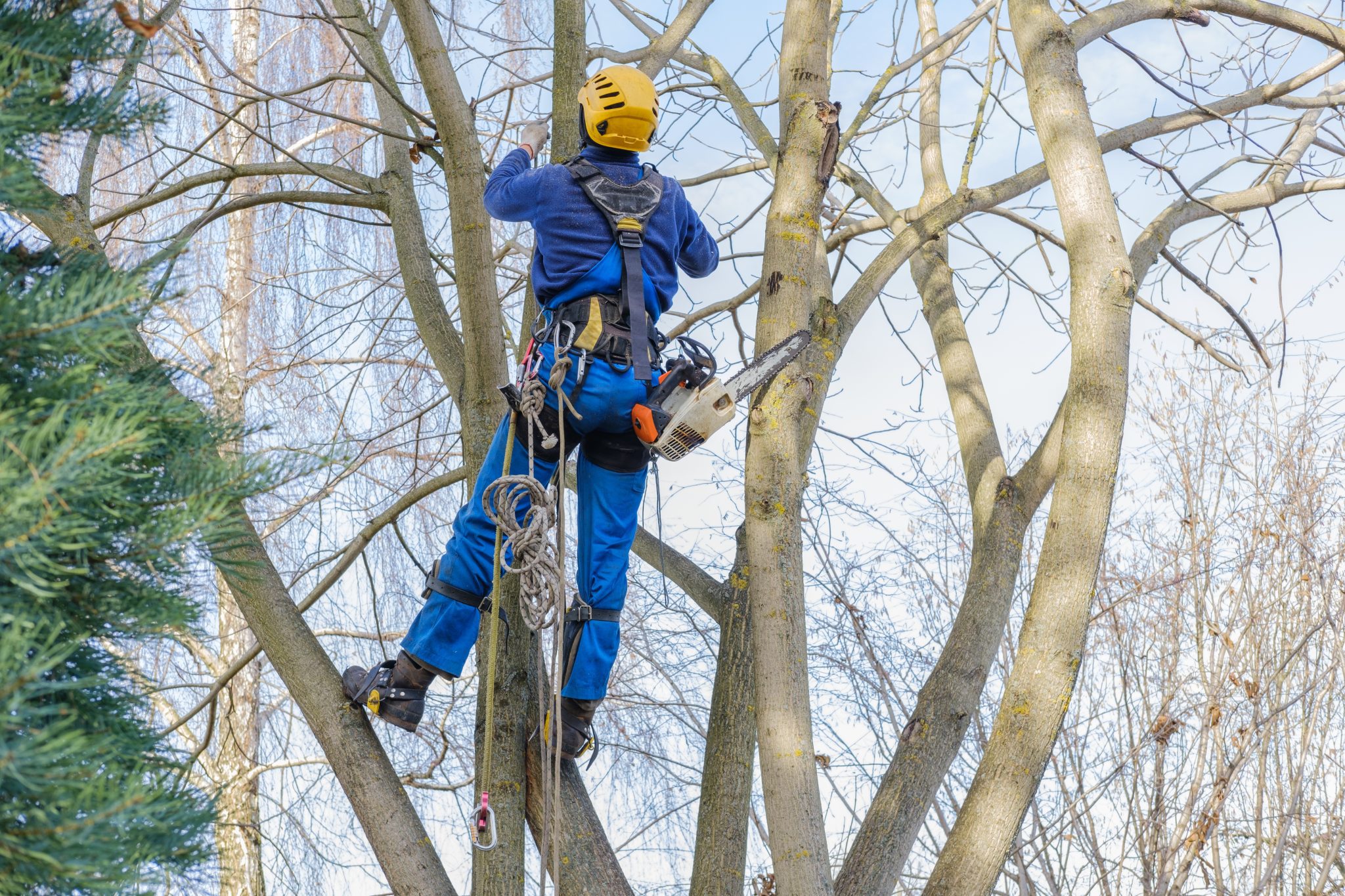 Professional tree pruning and arborist services