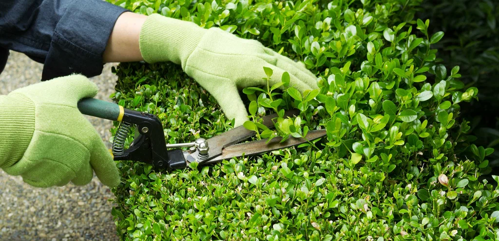 Tree surgery and garden care professional approach