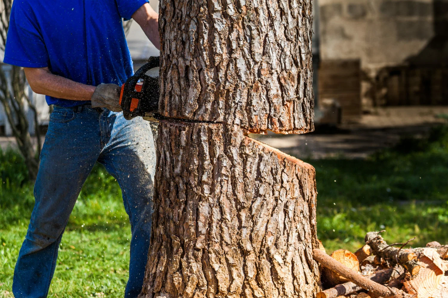 Safe tree removal services - professional tree removal