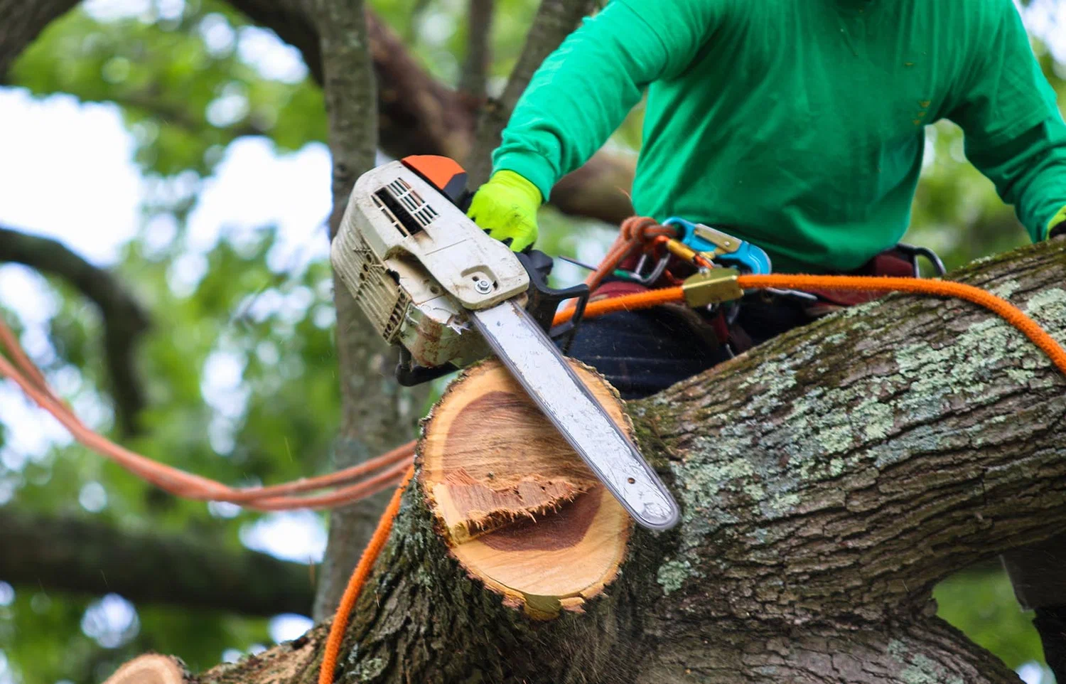 Tree removal assessment and professional evaluation
