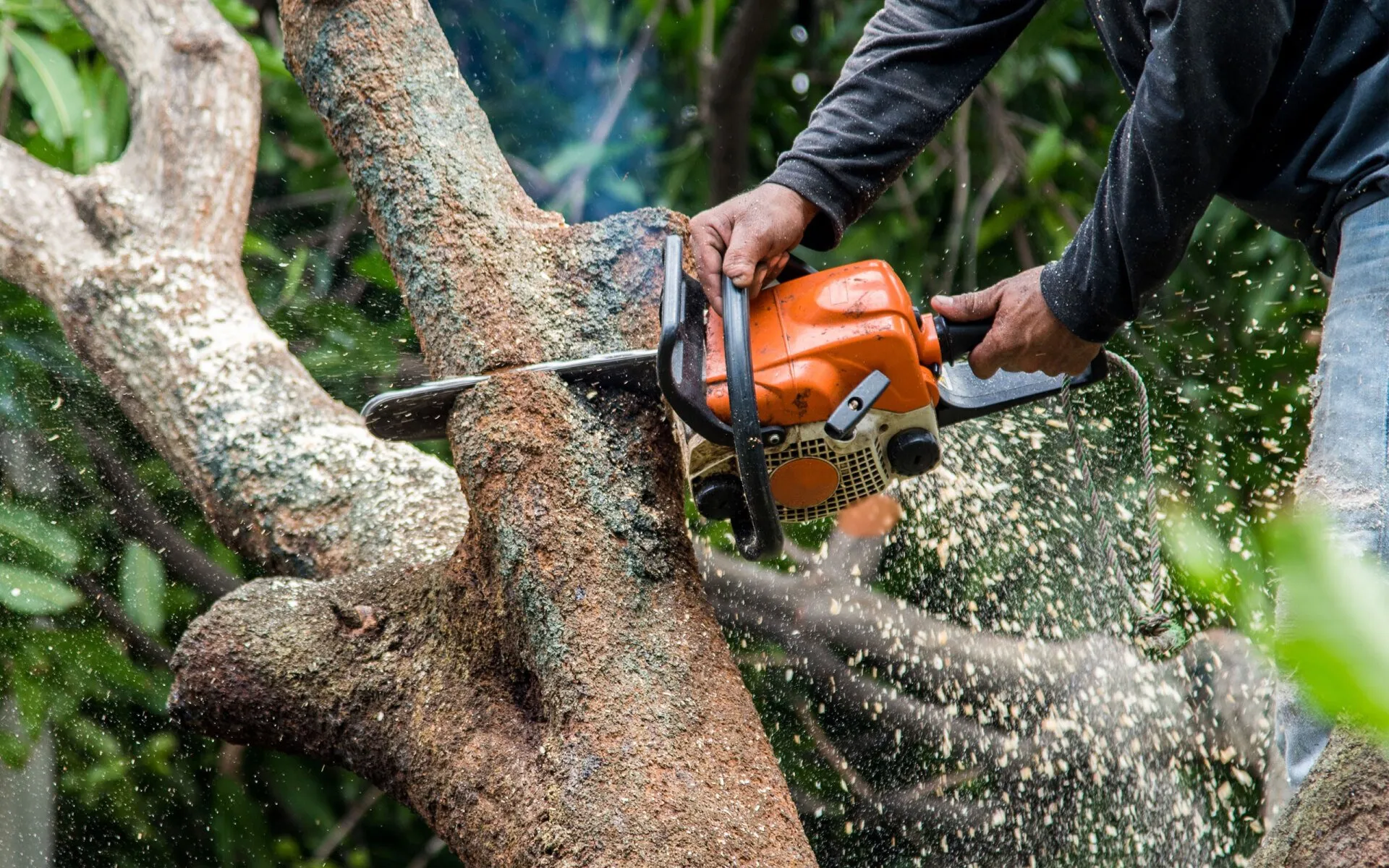 Tree removal and deadwood removal services