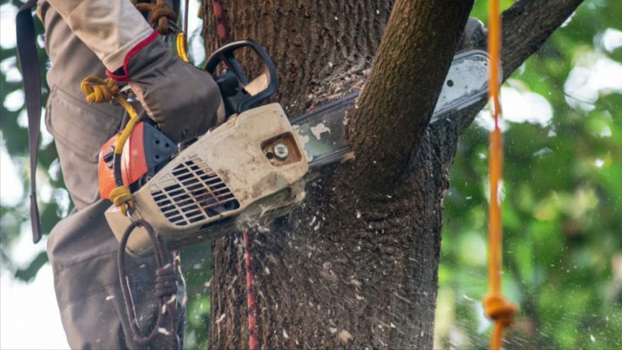 Professional tree surgery services UK