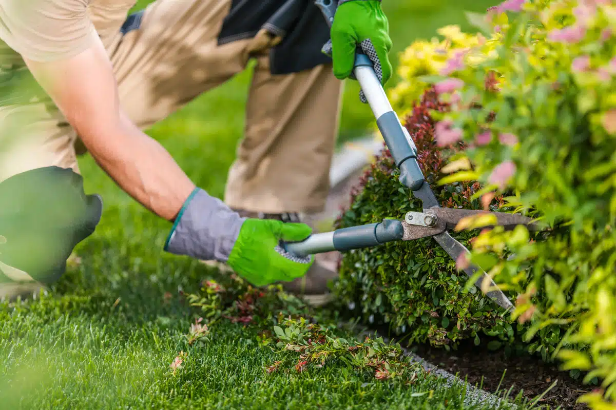 Garden maintenance and professional gardening work